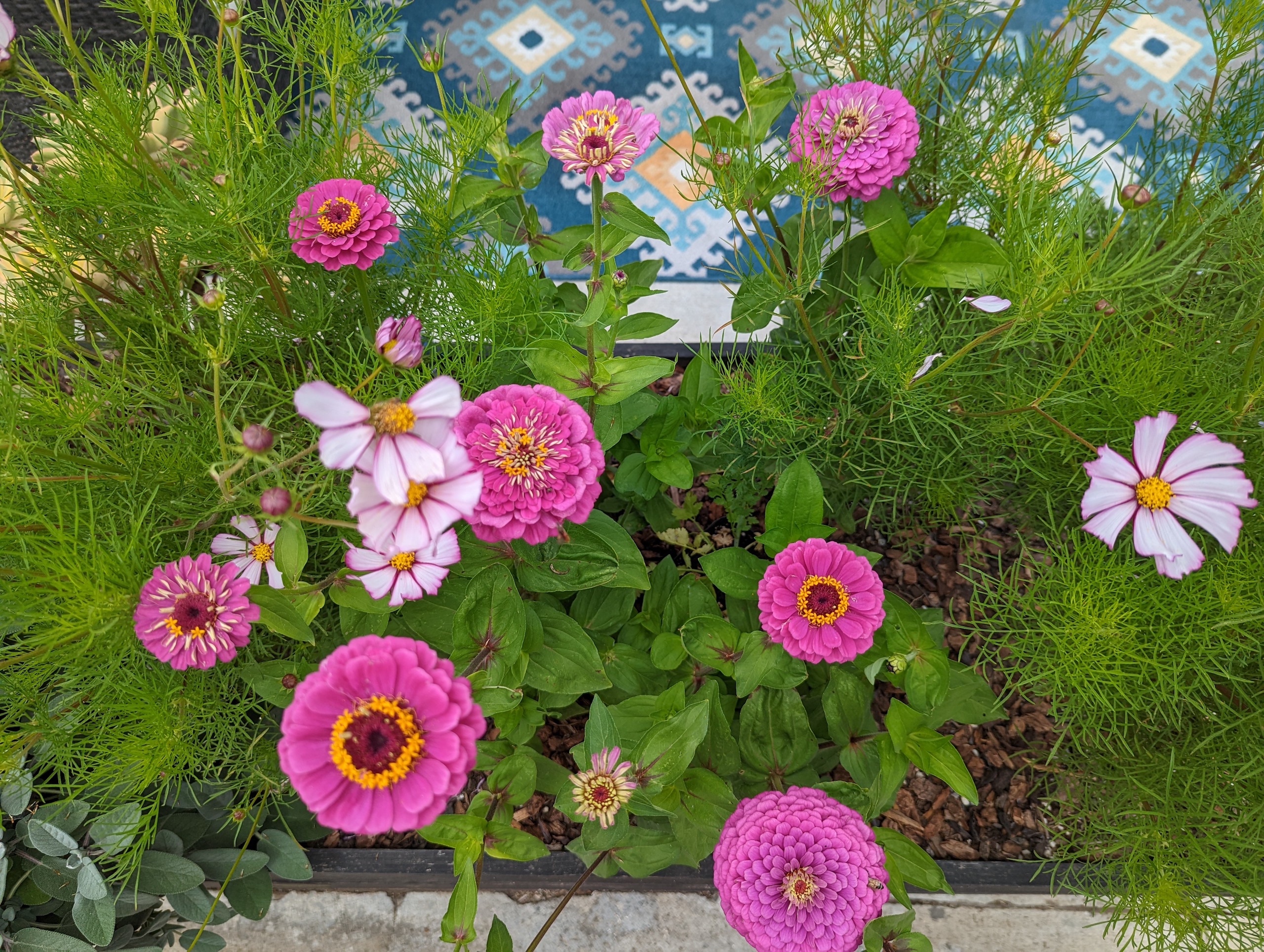Candy stripe cosmos and purple zinnias in full bloom.
